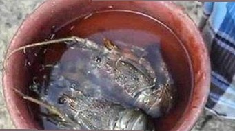 冠军体操手吴柳芳：从巅峰到塌房，擦边短剧引爆网络热议