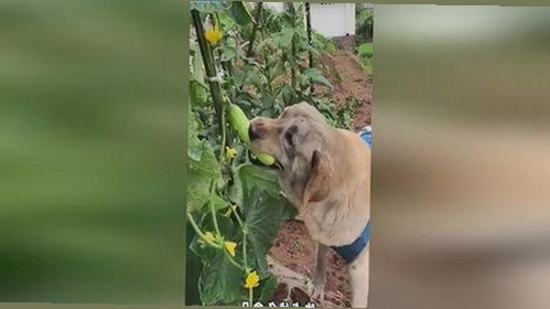 欧美网红Sweetiefox二月新作：废土主题下的成人内容曝光